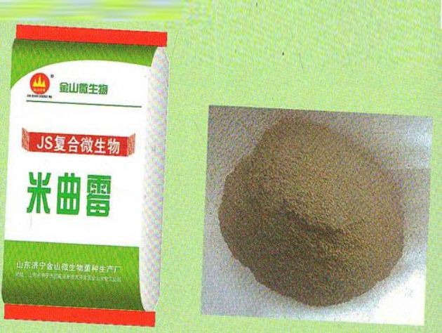 點擊查看詳細信息<br>標題：米曲霉 閱讀次數(shù)：2402